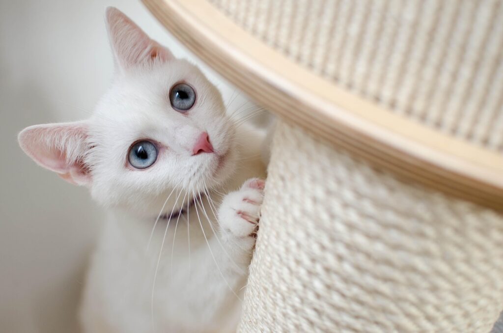 kitten, cat, pet, feline, animal, fur, kitty, domestic, nature, domestic cat, cat portrait, animal world