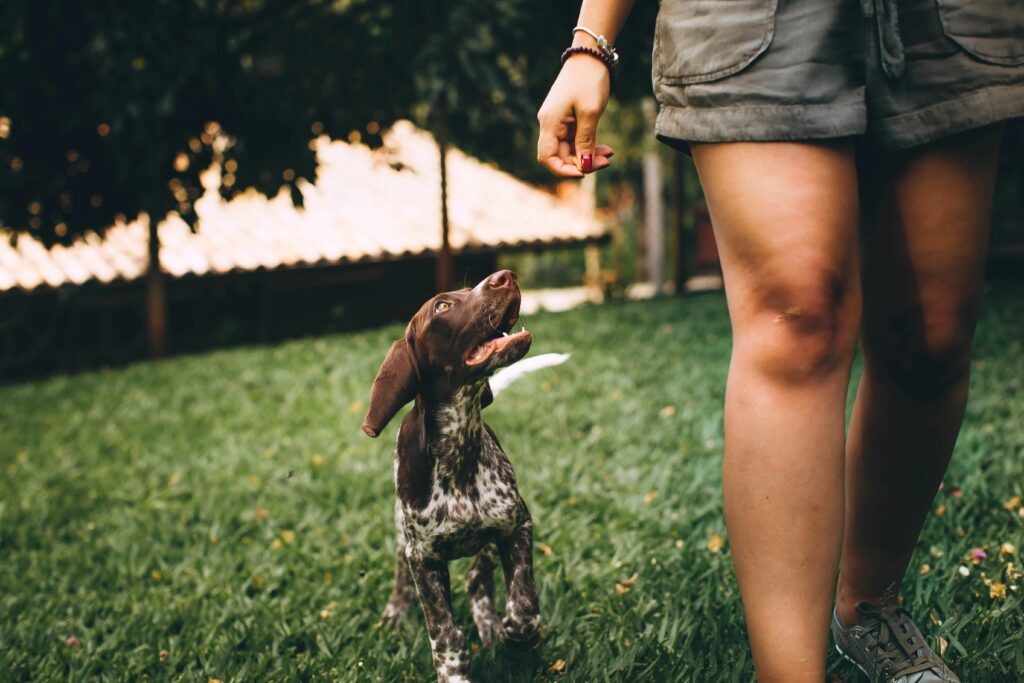 A playful puppy following a person while walking on grass outside.